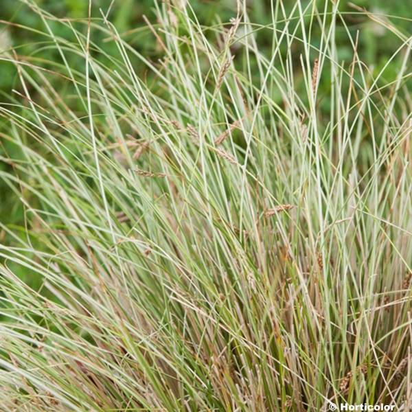 Promesse de Fleurs - Carex buchananii Viridis - Laîche Godet de 8/9 cm
