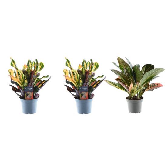 La Green Touch - Croton Codiaeum Mix - D12 H30cm
