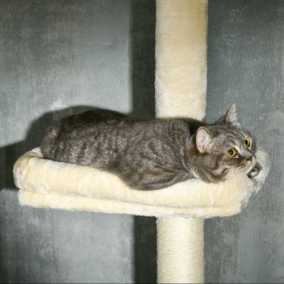 Arbre à chat plafond MDF et sisal naturel 40 x 31 x 270 cm - PANGIVO - Image 10