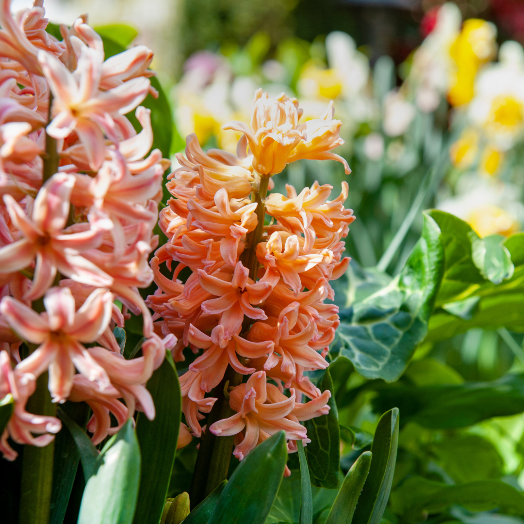 Plant In A Box - Mélange de bulbes pour le jardin - Set de 25 - Narcissus, Tulipa, Hyacinthus - Image 5