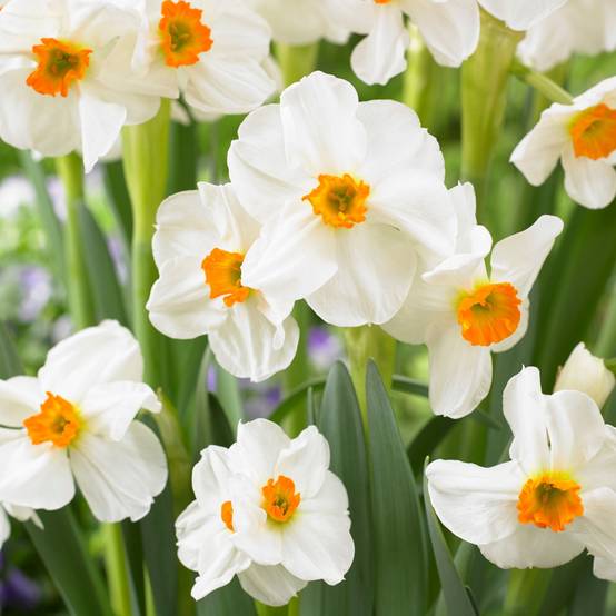 Plant In A Box - Mélange de bulbes pour le jardin - Set de 25 - Narcissus, Tulipa, Hyacinthus - Image 3