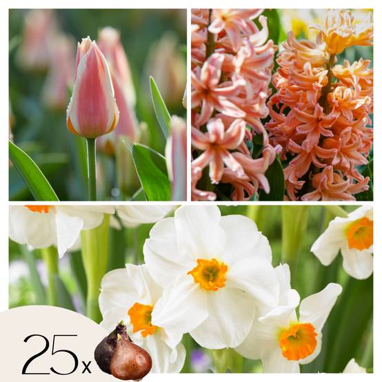 Plant In A Box - Mélange de bulbes pour le jardin - Set de 25 - Narcissus, Tulipa, Hyacinthus - Image 1