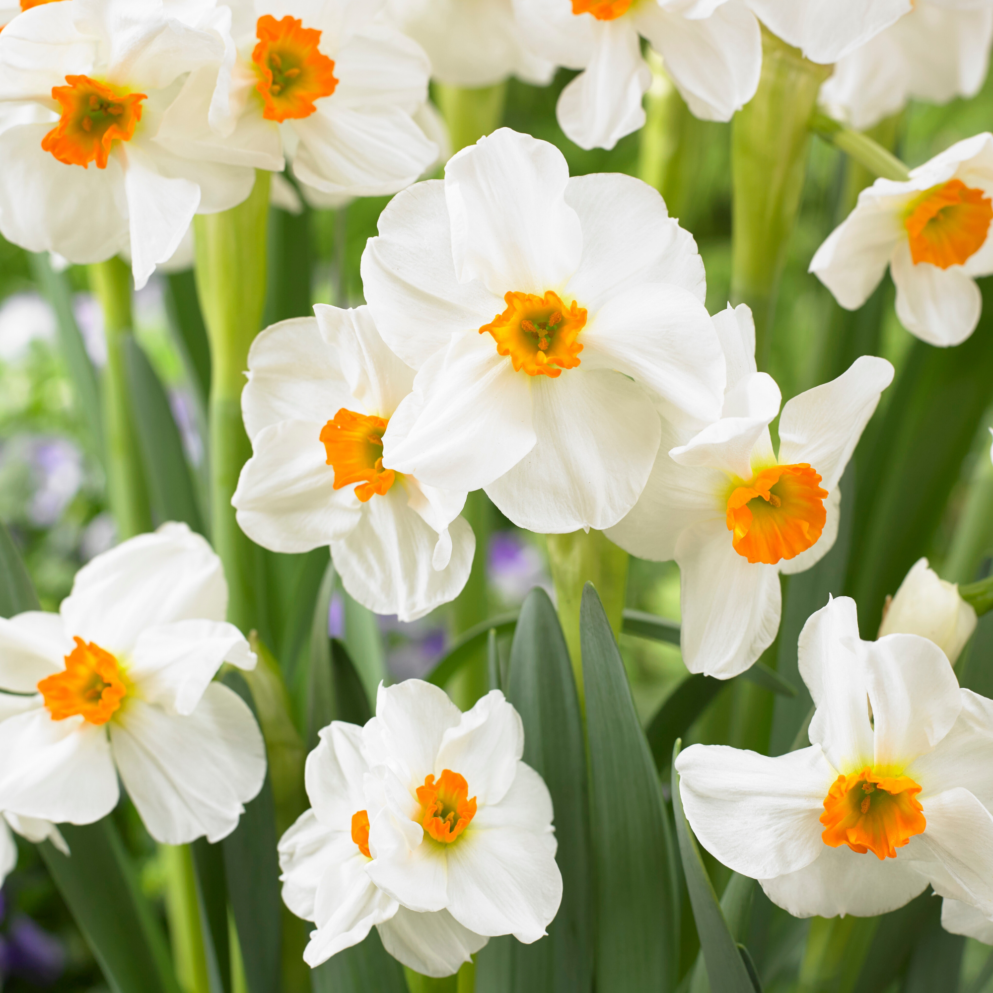 Plant In A Box - Mélange de bulbes pour le jardin - Set de 25 - Narcissus, Tulipa, Hyacinthus - Image 4