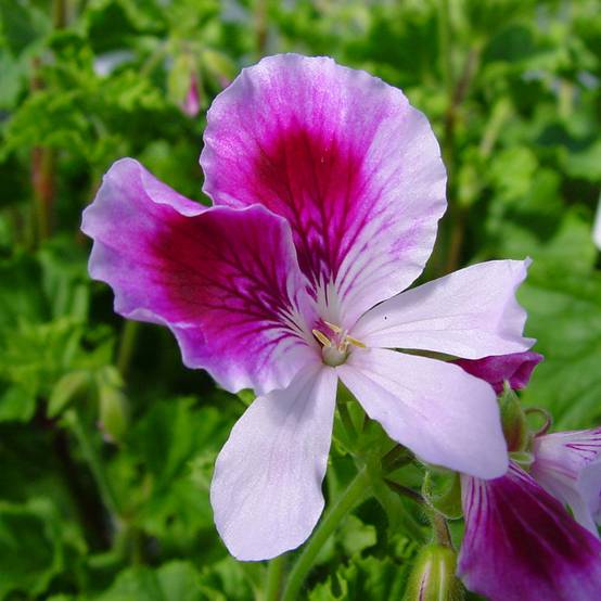 Pelargonium odorant Kettlebaston - Géranium parfum citron Godet de 8/9 cm