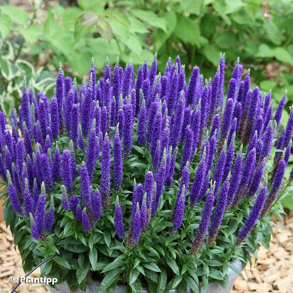 Veronica spicata Royal Candles - Véronique en épis Godet de 8/9 cm