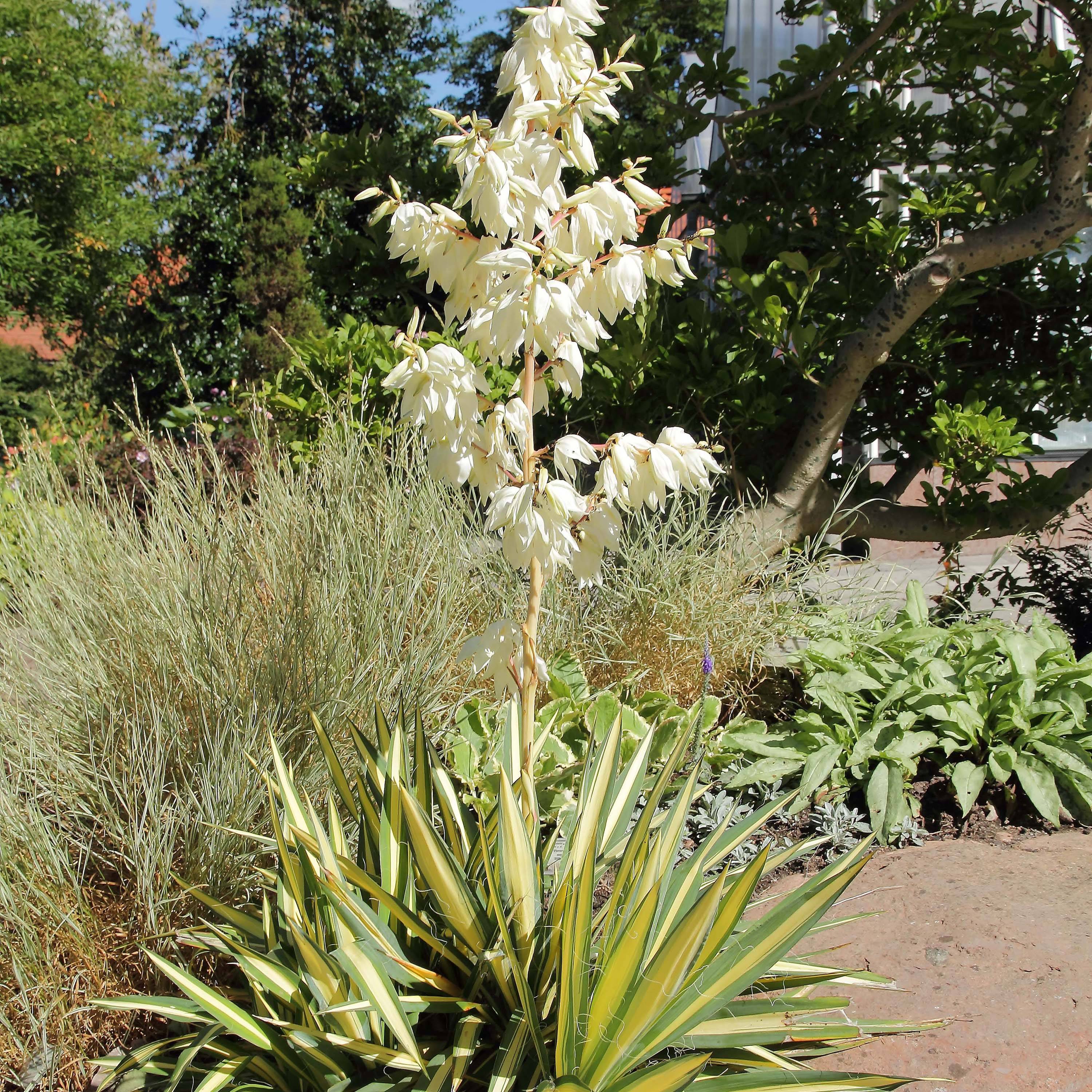 Promesse de Fleurs - Yucca filamentosa Colour Guard - Yucca filamenteux panaché Godet de 8/9 cm