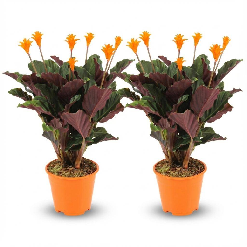 Calathea Crocata - Pot de 14cm - Hauteur: 40 - 45cm - 2 plantes - Plantes d'intérieur - Image 1
