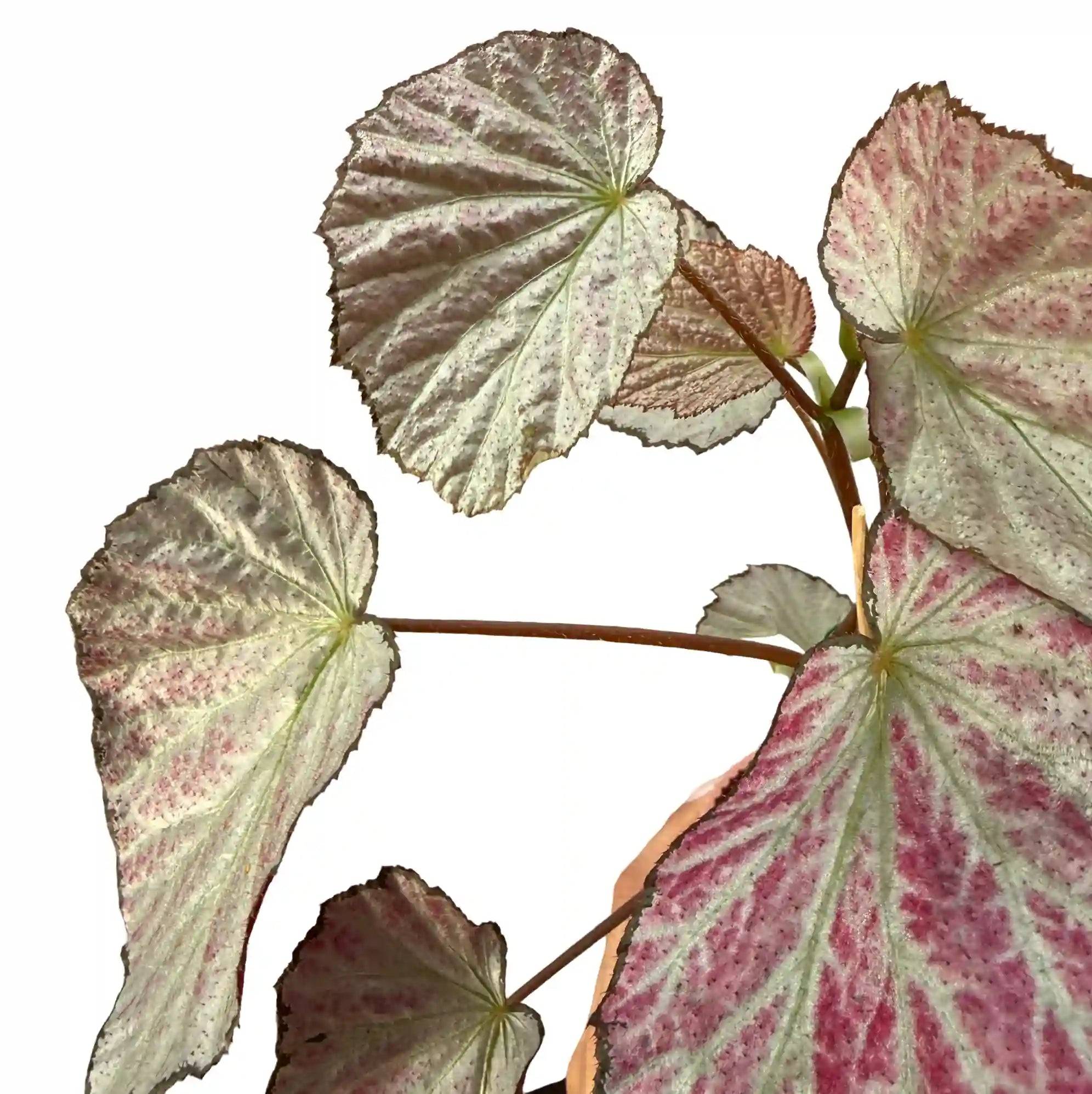 Begonia 'Two Face' - Pot de 8cm - Plantes d'intérieur - Image 1