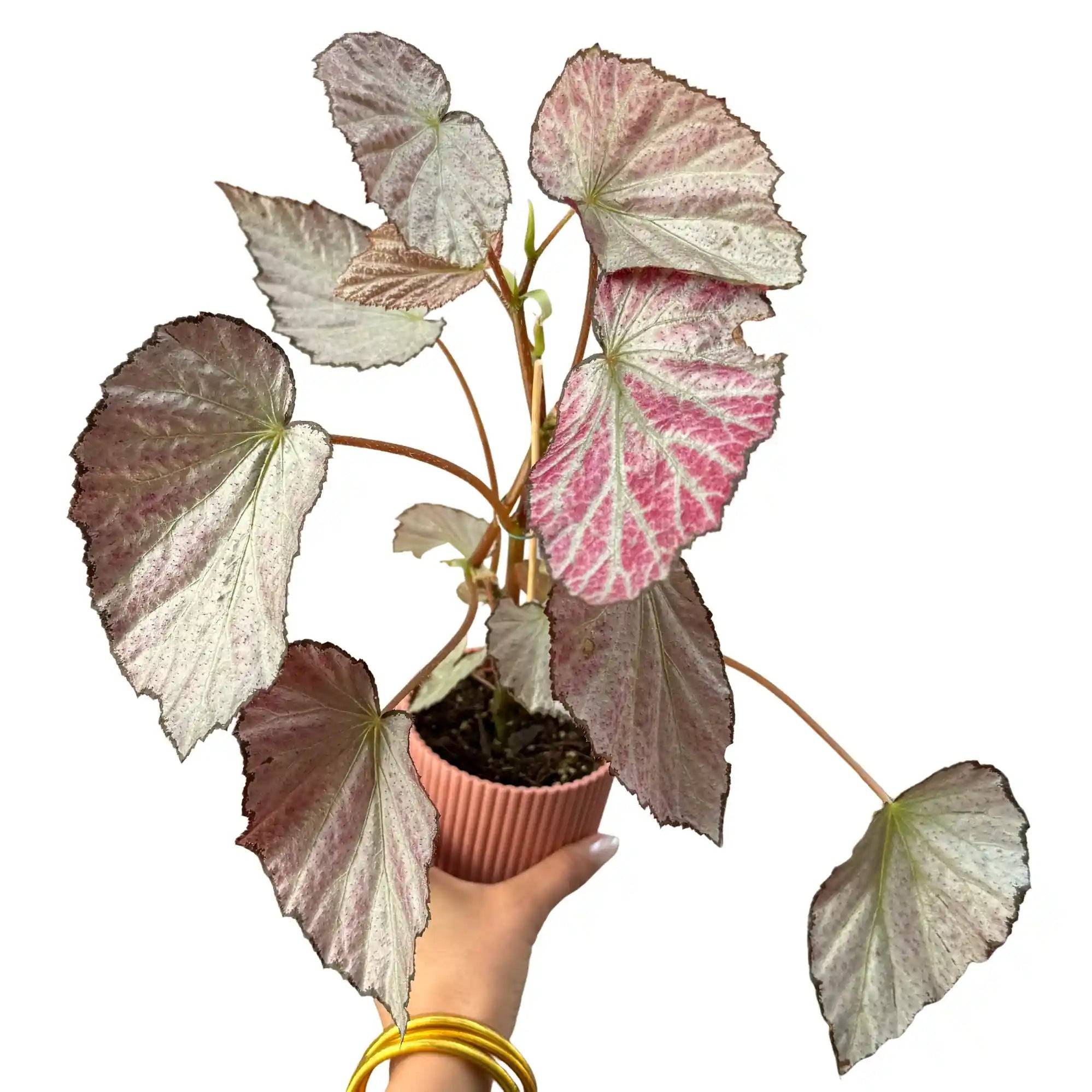 Begonia 'Two Face' - Pot de 8cm - Plantes d'intérieur - Image 2