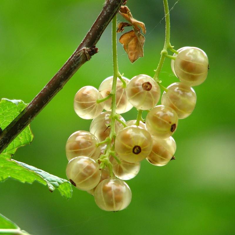 Groseillier à grappes Witte Parel - Très bon rendement - Pot de 3L - 30/60 cm - De 1,00 m à 1,50 m - Image 1