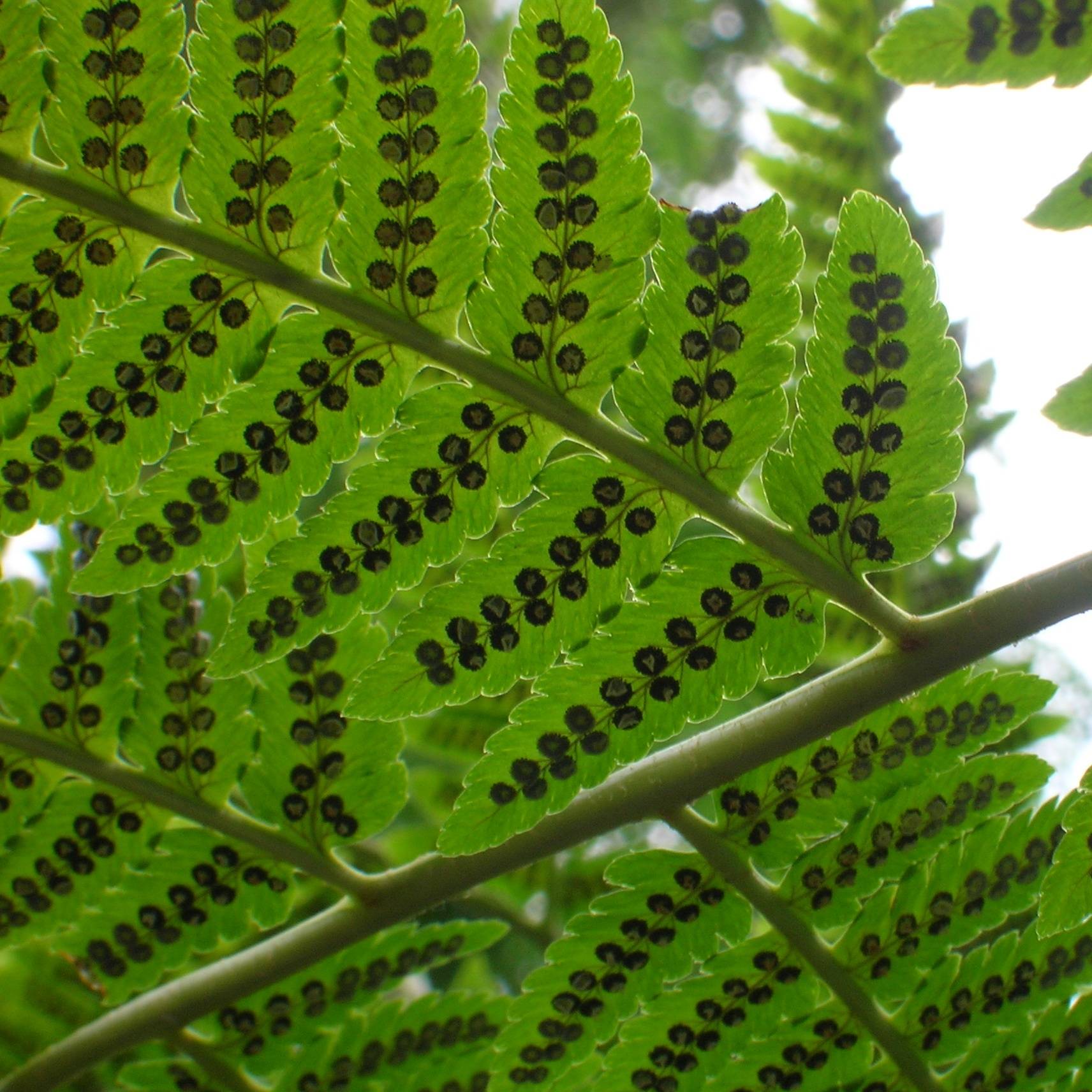 Dryopteris goldieana - Fougère Godet de 8/9 cm