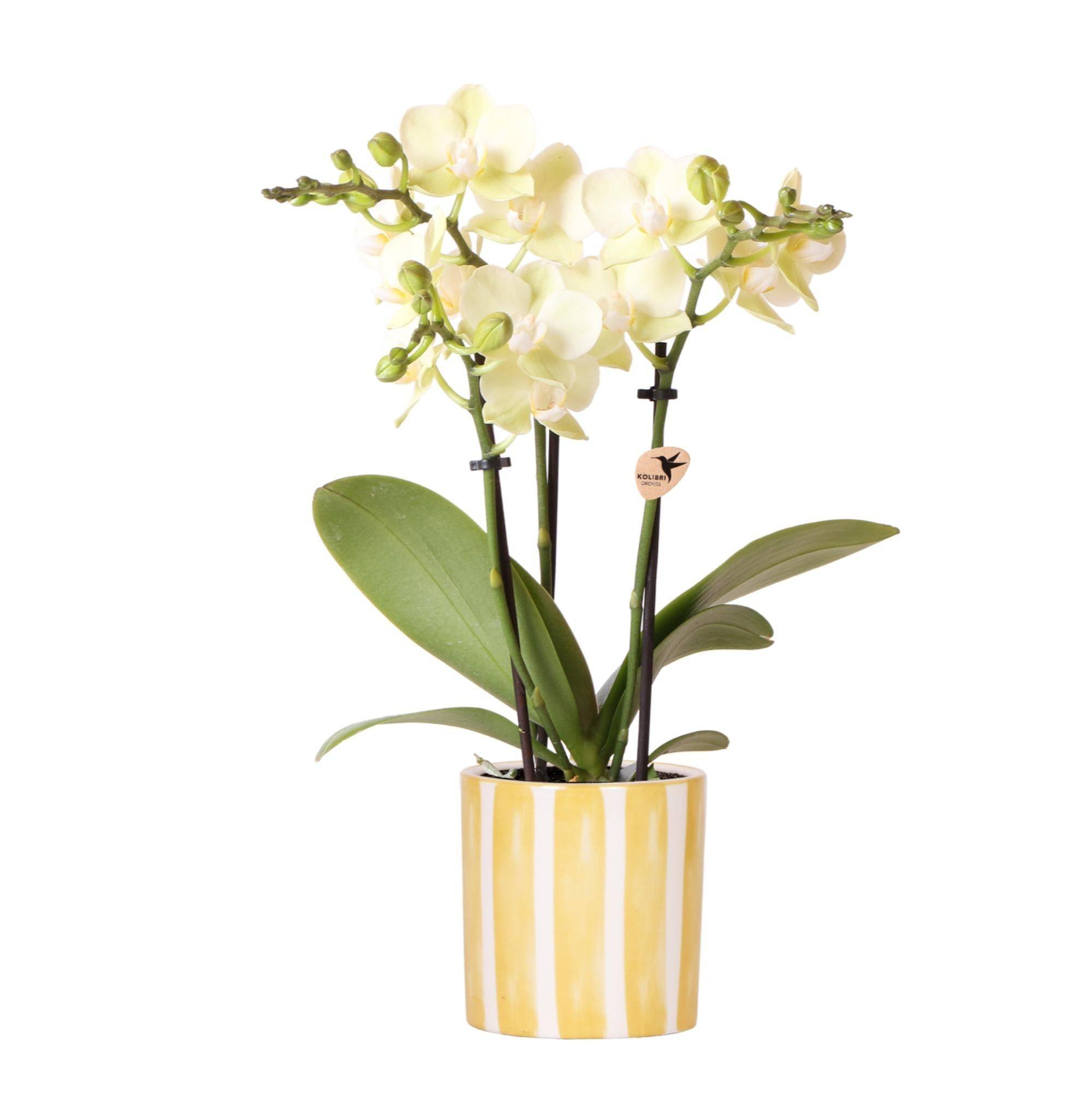 La Green Touch - Orchidée Phalaenopsis Jaune et son pot- La Green Touch Rayé Jaune - Hauteur 35cm