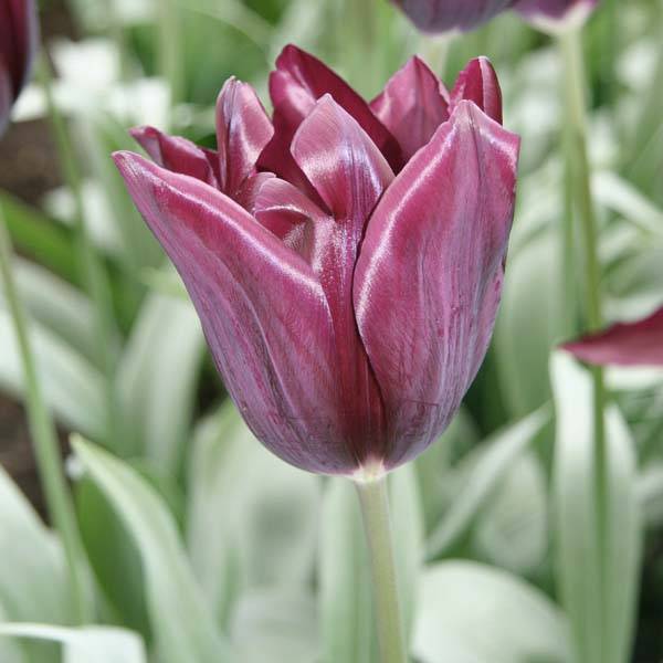Promesse de Fleurs - Tulipe Triomphe Havran Bulbe calibre 12+ (par 10)