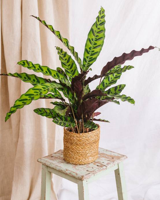 Calathea Lancifolia Insignis - D14 H45cm