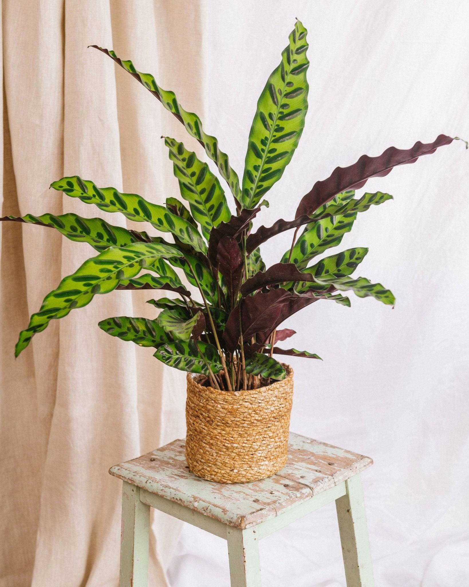 Calathea Lancifolia Insignis - D14 H45cm