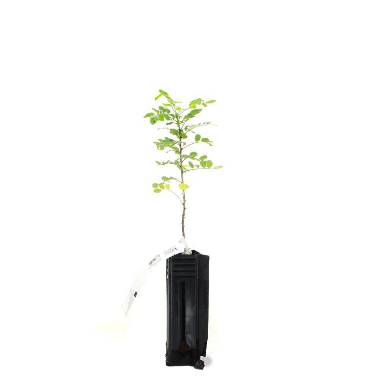 Baguenaudier (Colutea arborescens) - Godet - Taille 15/30cm - Pépinières Naudet - Image 2