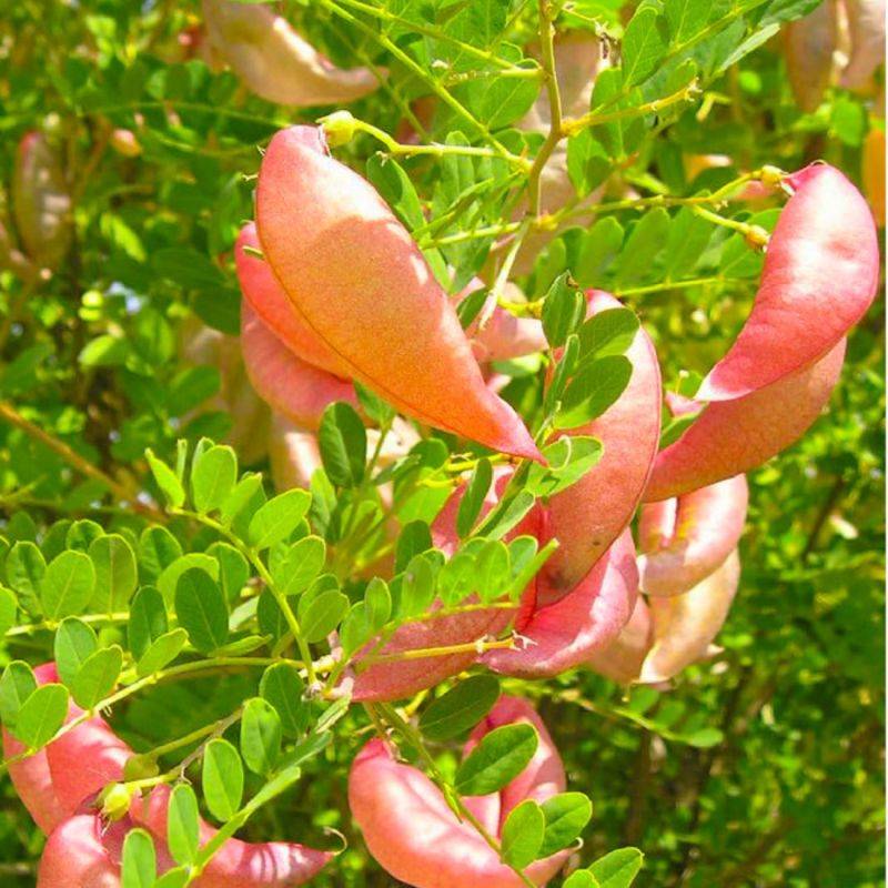 Baguenaudier (Colutea arborescens) - Godet - Taille 15/30cm - Pépinières Naudet - Image 1