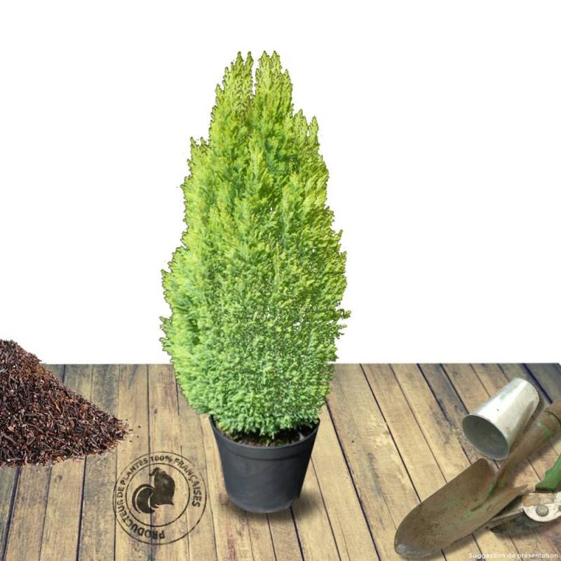 Cyprès de Lawson Ellwood's Gold, Chamaecyparis lawsoniana - Pot de 4L - 40/60 cm - Image 7