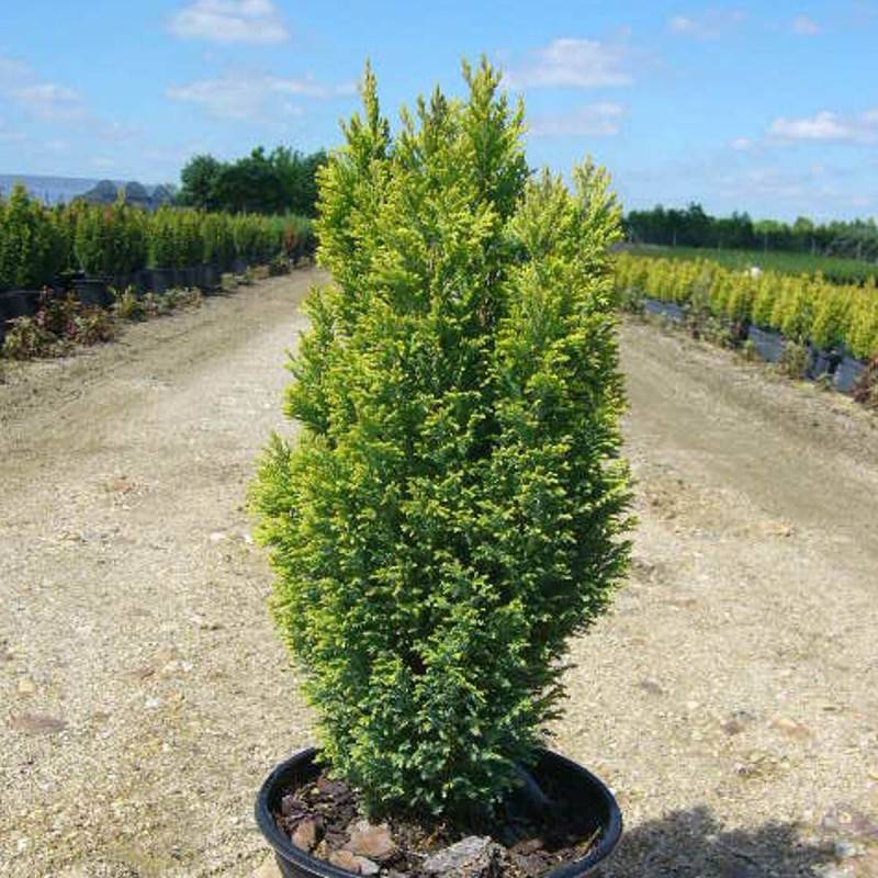 Cyprès de Lawson Ellwood's Gold, Chamaecyparis lawsoniana - Pot de 4L - 40/60 cm
