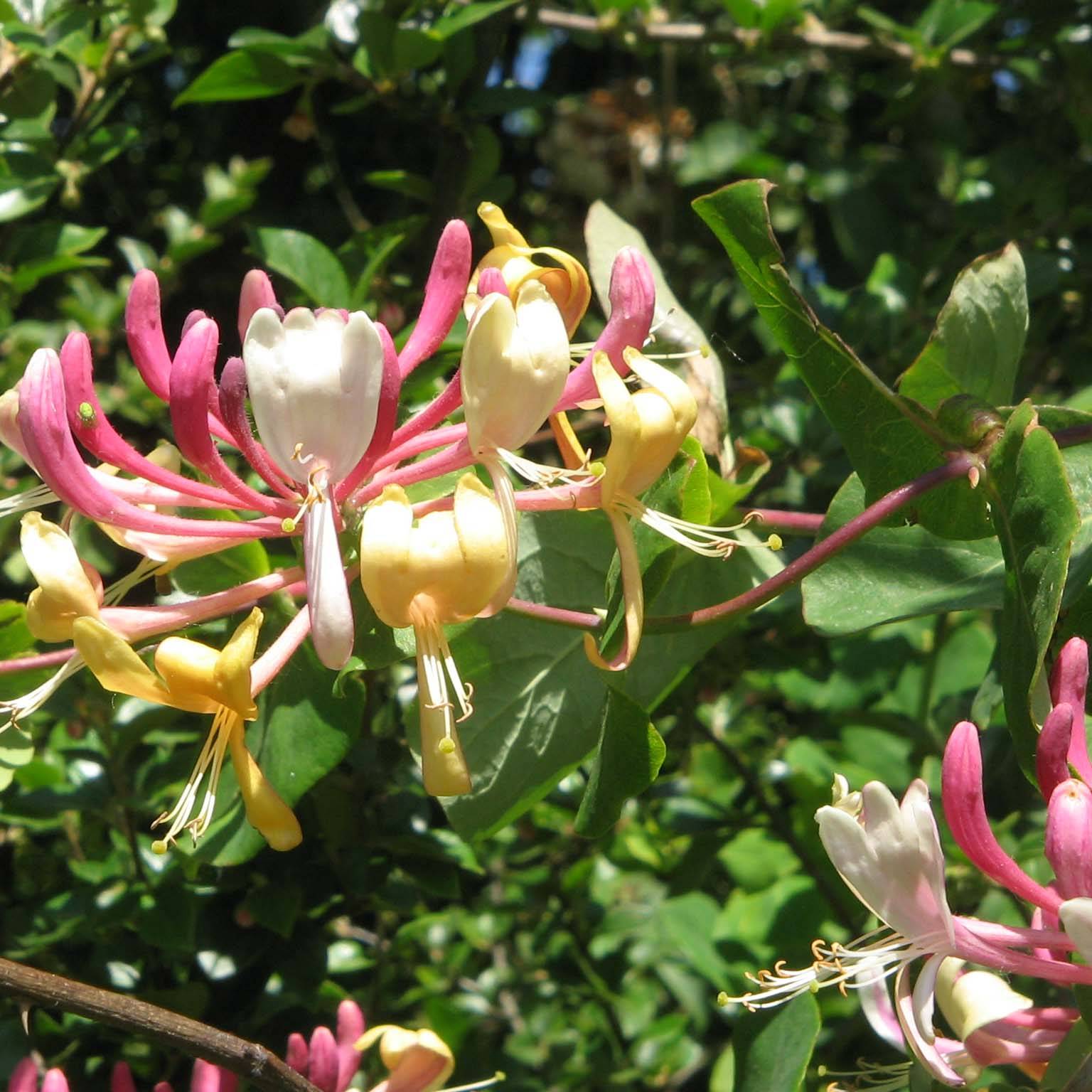 Chèvrefeuille, Lonicera caprifolium Pot de 1,5L/2L