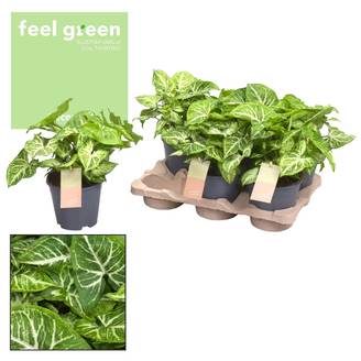 Syngonium Arrow Feel Vert - D14 H25cm