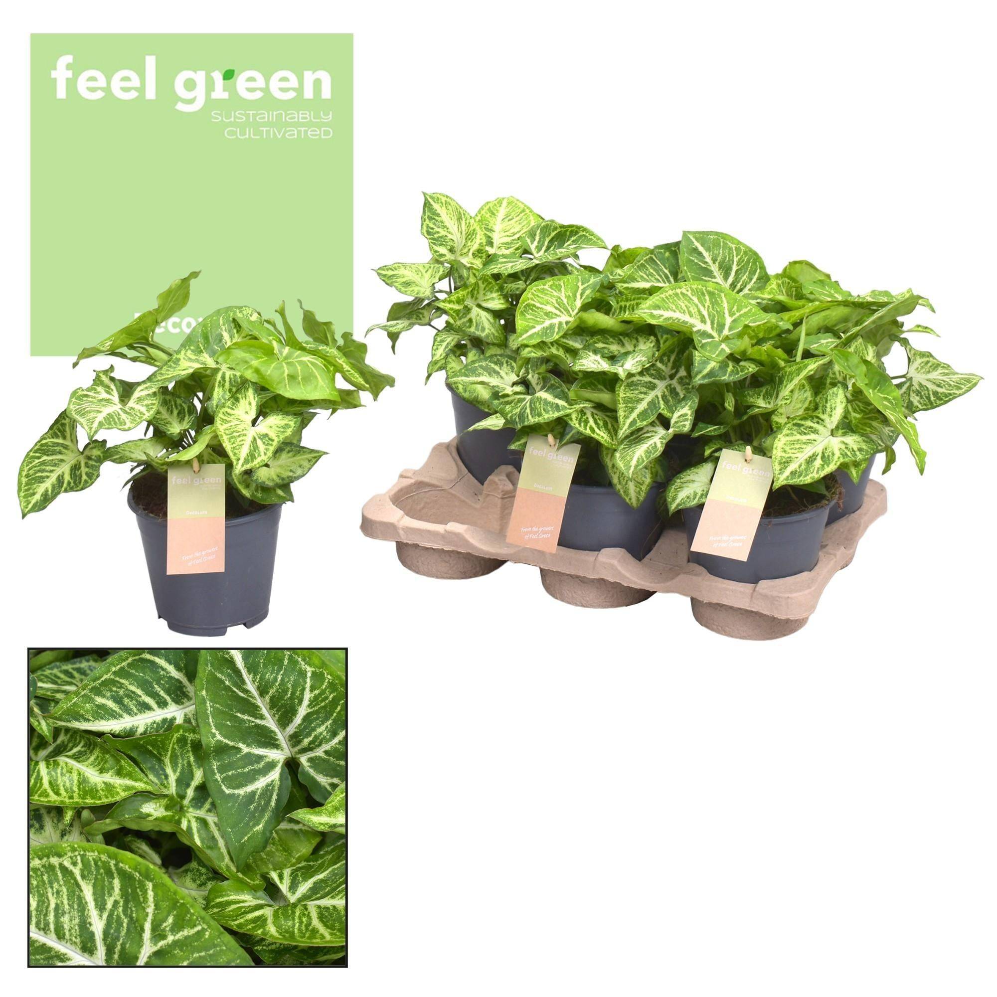 Syngonium Arrow Feel Vert - D14 H25cm