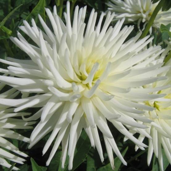 Promesse de Fleurs - Dahlia cactus nain Playa Blanca Bulbe calibre I