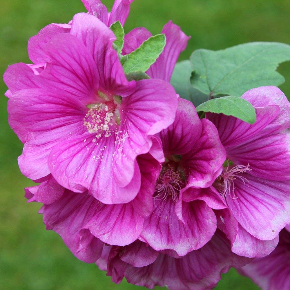 Lavatère thuringiaca Bredon Springs Pot de 2L/3L - Image 1