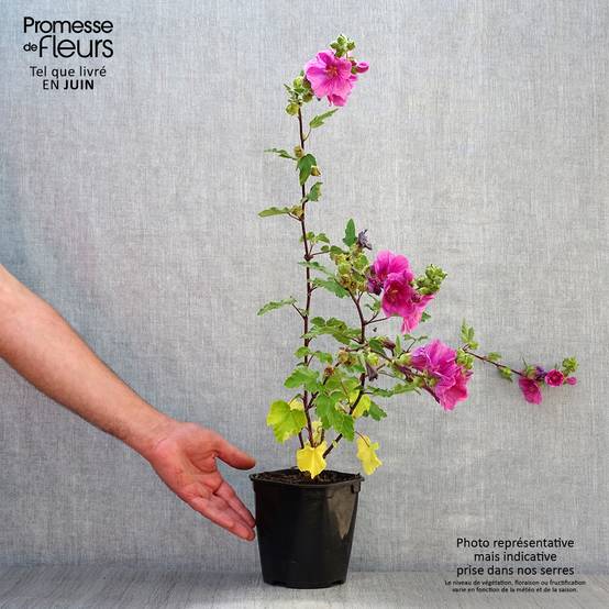 Lavatère thuringiaca Bredon Springs Pot de 2L/3L - Image 2
