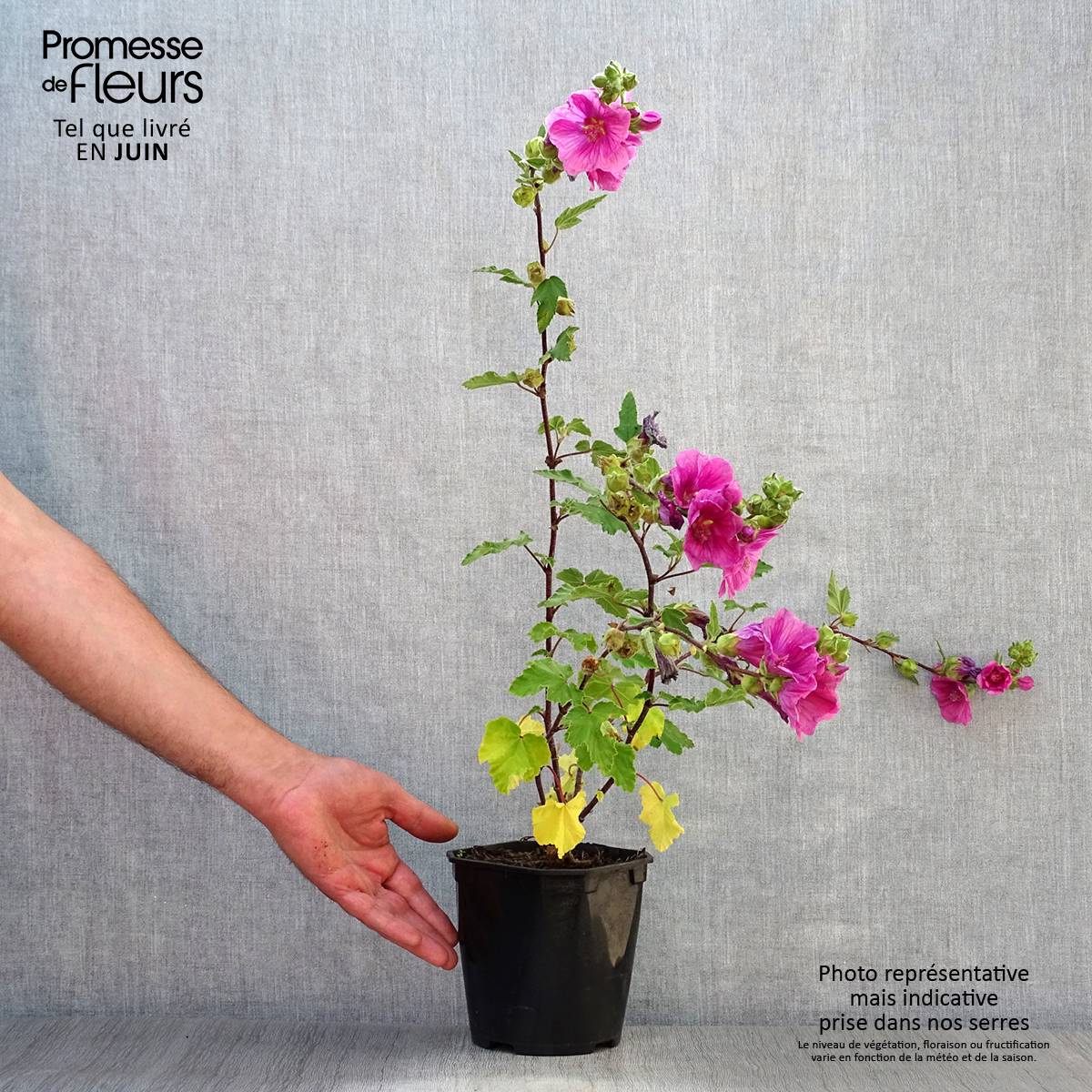 Lavatère thuringiaca Bredon Springs Pot de 2L/3L - Image 2
