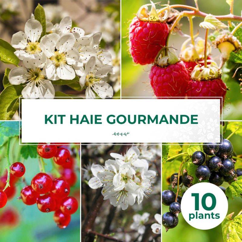 Haie Gourmande - 10 arbustes - - Pépinières Naudet - Image 1