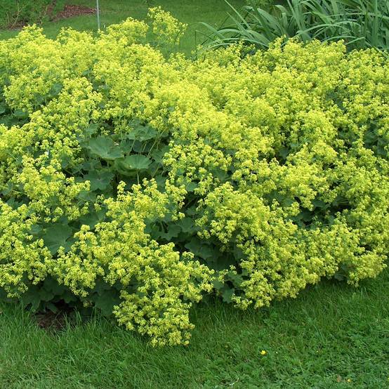 Promesse de Fleurs - Graines d'Alchemilla mollis - Alchemille commune le sachet de 50 graines environ
