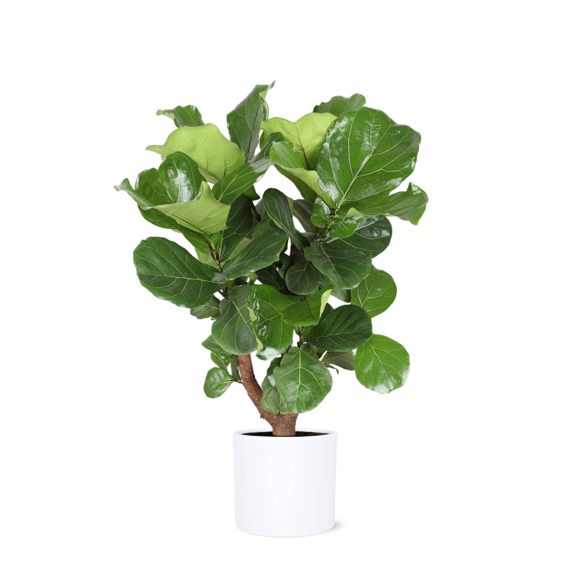 La Green Touch - Ficus Lyrata et son pot- La Green Touch Relief Blanc - Hauteur 110cm