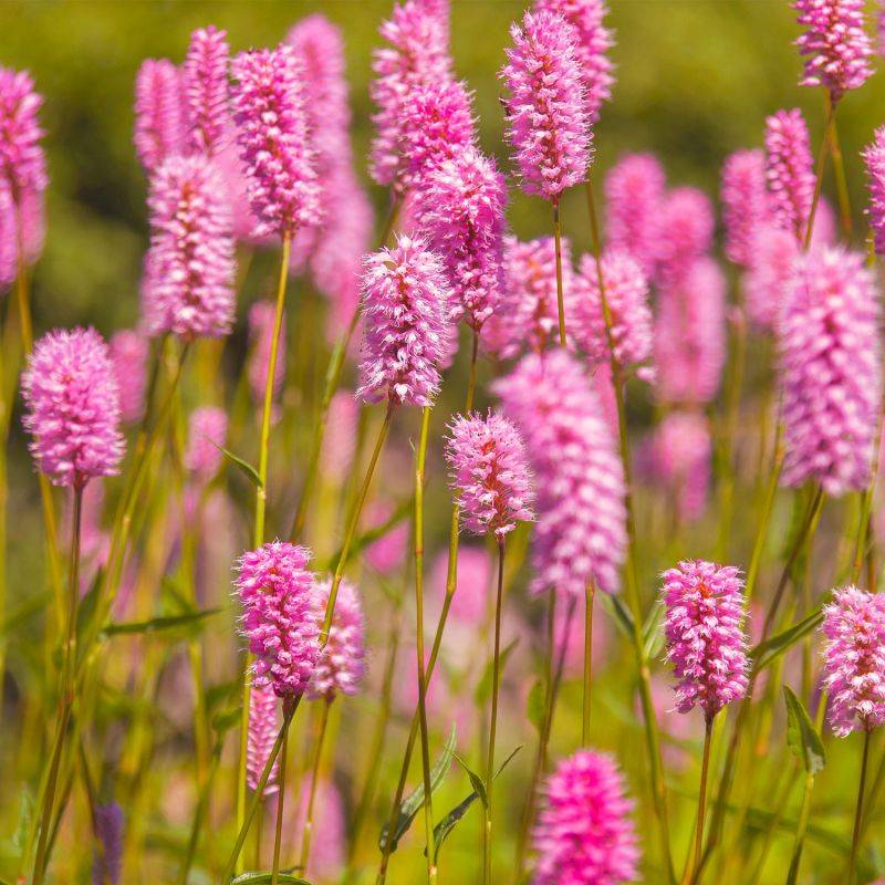 10 Lavande Rose (Lanvandula 'Rosea') - Haie de Lavande Rose -  - Pépinières Naudet - Image 2