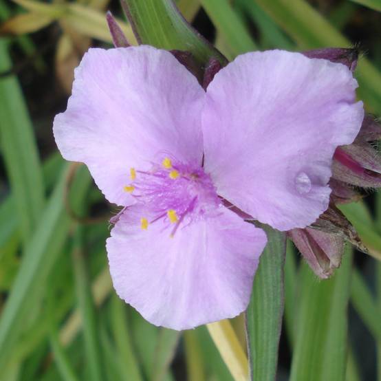 Promesse de Fleurs - Ephémère de Virginie - Tradescantia Perrine's Pink Godet de 8/9 cm