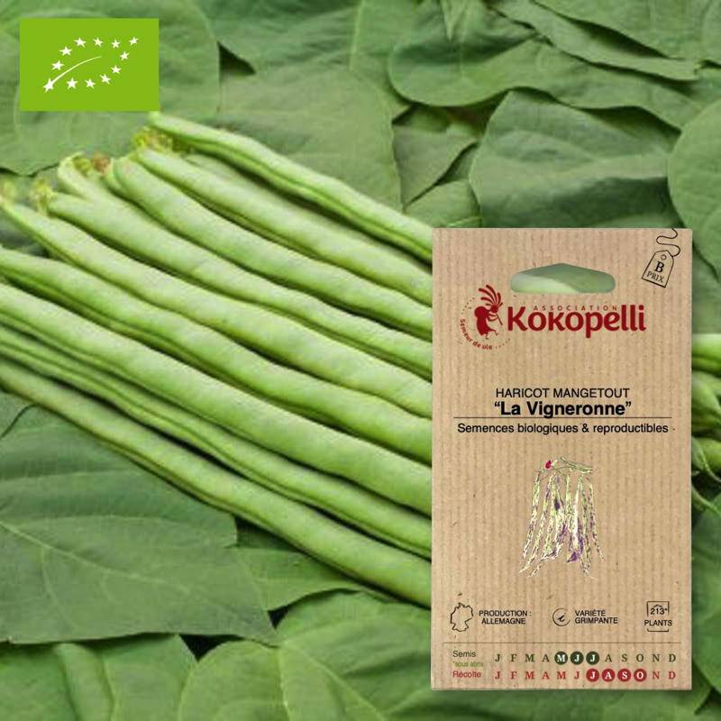 Haricot Mangetout À Rames La Vigneronne- Graines bio à semer - Image 1