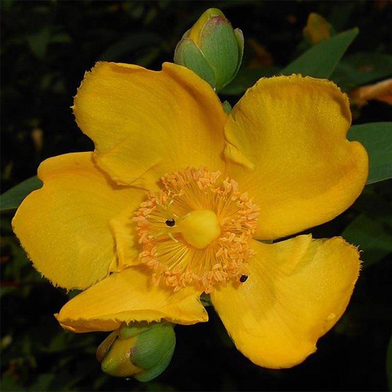 Promesse de Fleurs - Millepertuis - Hypericum (x) moserianum Godet de 8/9 cm