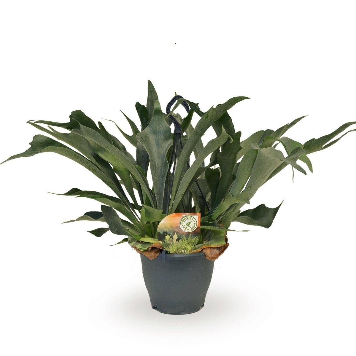 Platycerium Bifurcatum - D21 H50cm