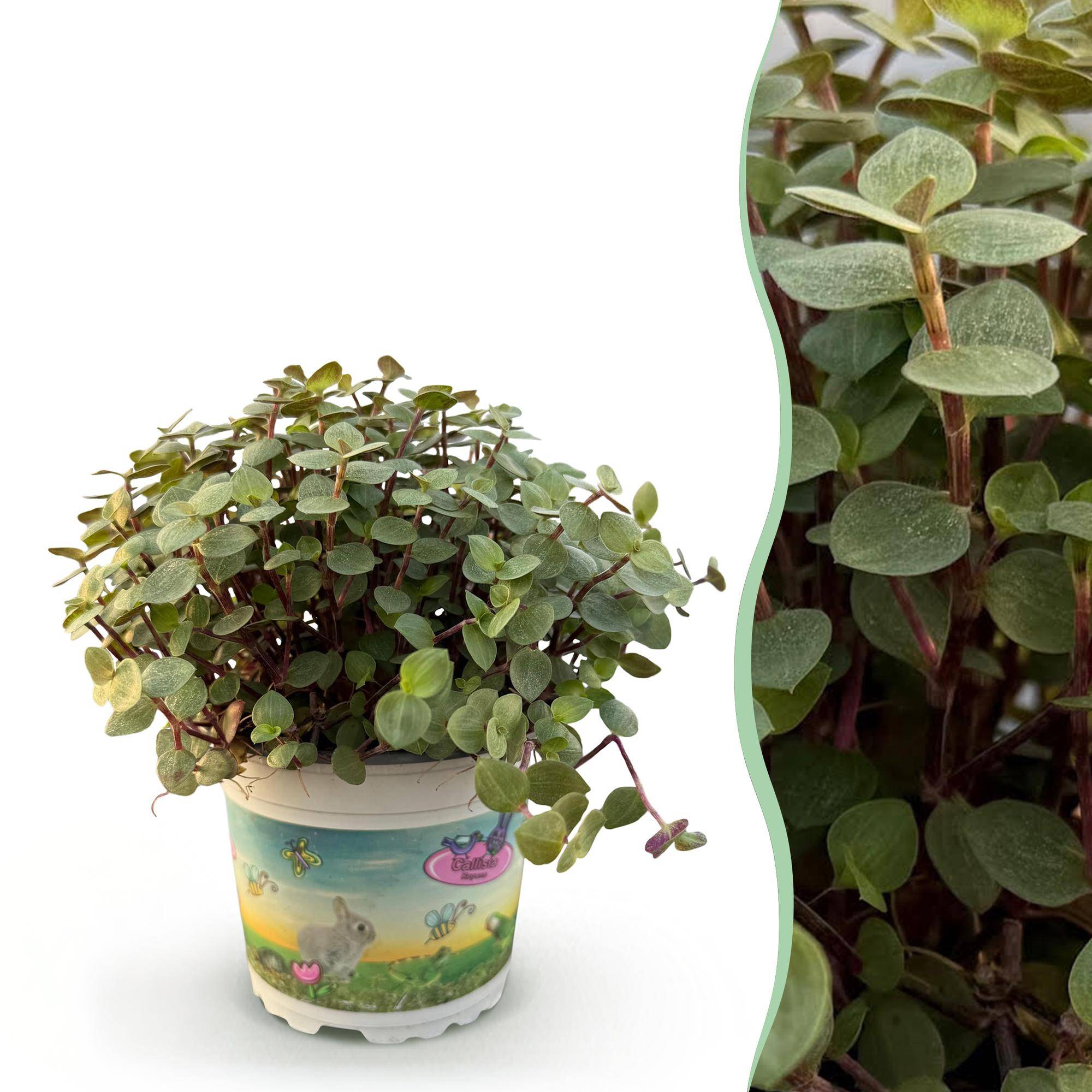 Calissia Repens - H20cm - Image 2