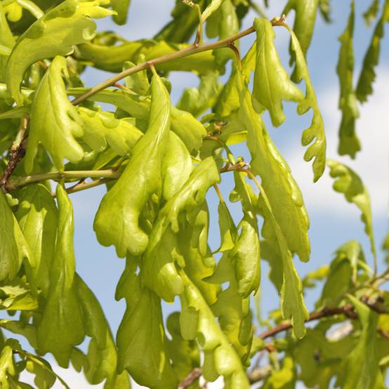 Promesse de Fleurs - Quercus robur Cucullata - Chêne pédonculé Pot de 4L/5L - Image 1