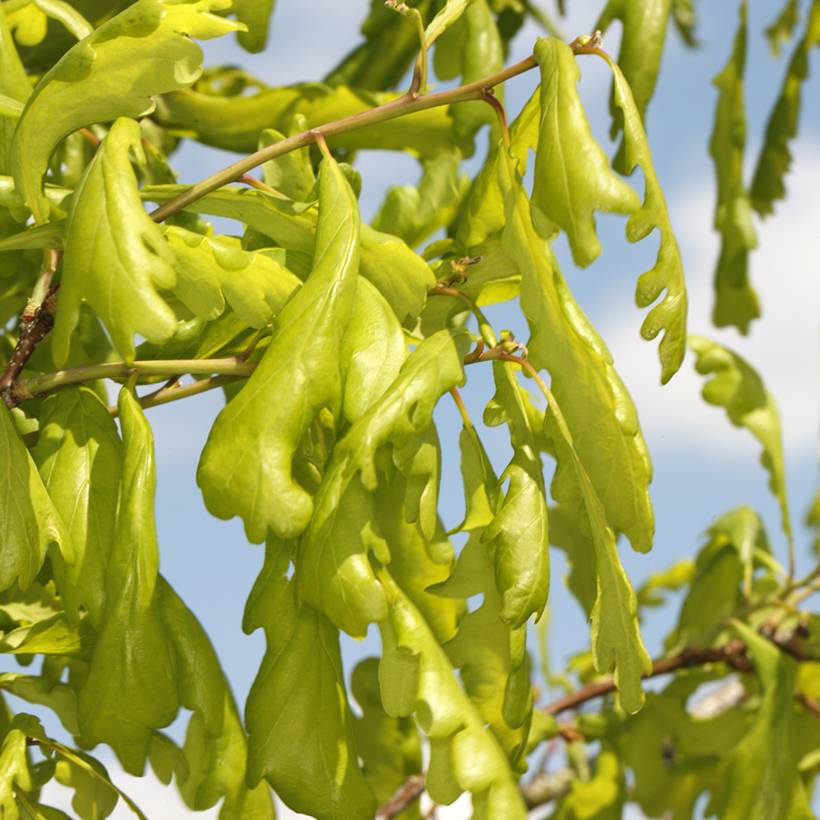 Promesse de Fleurs - Quercus robur Cucullata - Chêne pédonculé Pot de 4L/5L - Image 1