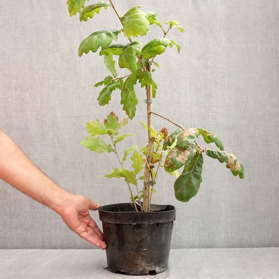 Promesse de Fleurs - Quercus robur Cucullata - Chêne pédonculé Pot de 4L/5L - Image 2