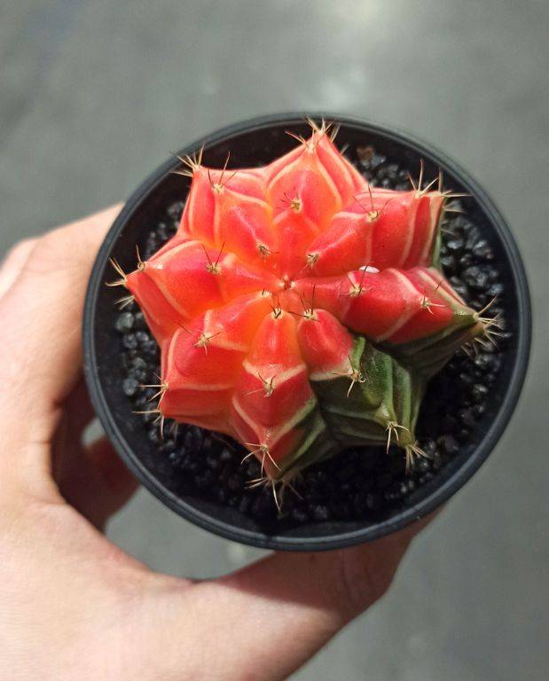 Gymnocalycium mihanovichii Variegata D. 8cm H. 13cm - Plante d'intérieur - IndoorPoppies - Image 5