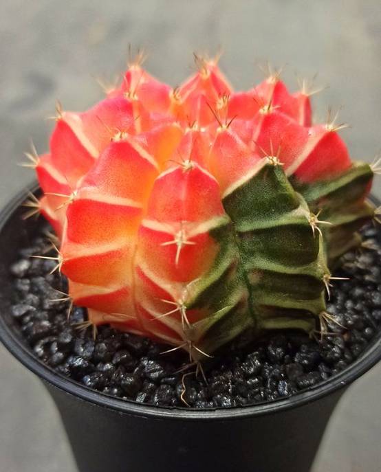 Gymnocalycium mihanovichii Variegata D. 8cm H. 13cm - Plante d'intérieur - IndoorPoppies - Image 4