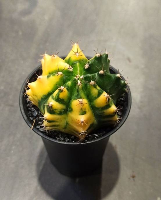 Gymnocalycium mihanovichii Variegata D. 8cm H. 13cm - Plante d'intérieur - IndoorPoppies - Image 1