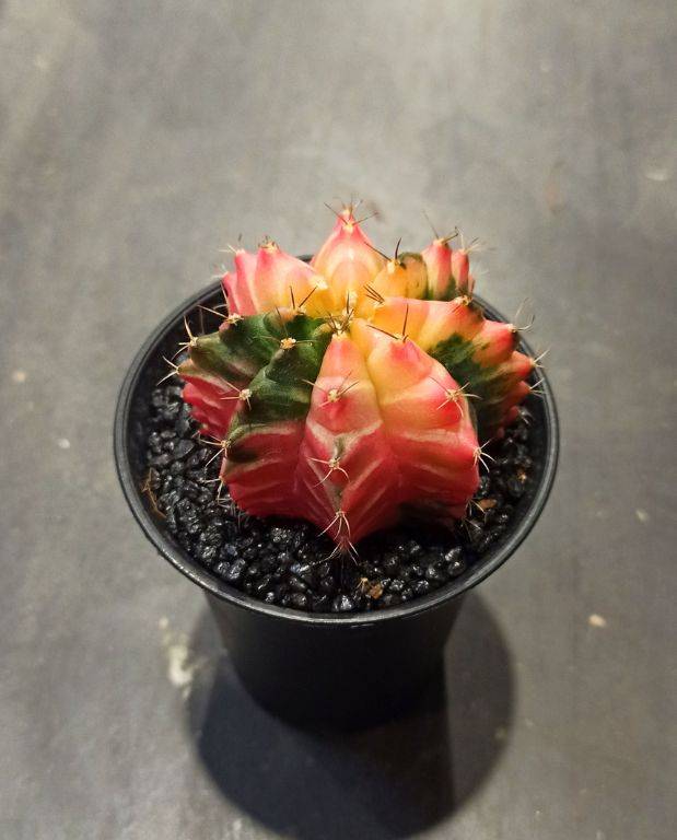 Gymnocalycium mihanovichii Variegata D. 8cm H. 13cm - Plante d'intérieur - IndoorPoppies - Image 3