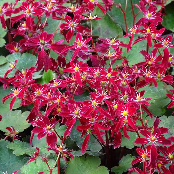 Saxifraga fortunei Beni Tsukasa - Saxifrage Godet de 8/9 cm