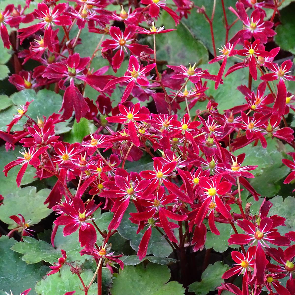 Saxifraga fortunei Beni Tsukasa - Saxifrage Godet de 8/9 cm
