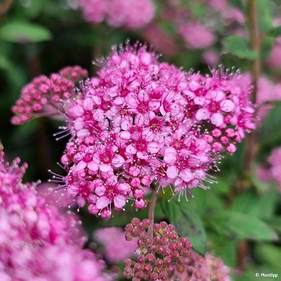 Spiraea japonica Odessa - Spirée japonaise Pot de 2L/3L - Image 1