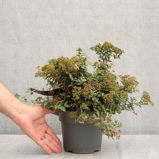 Spiraea japonica Odessa - Spirée japonaise Pot de 2L/3L - Image 2